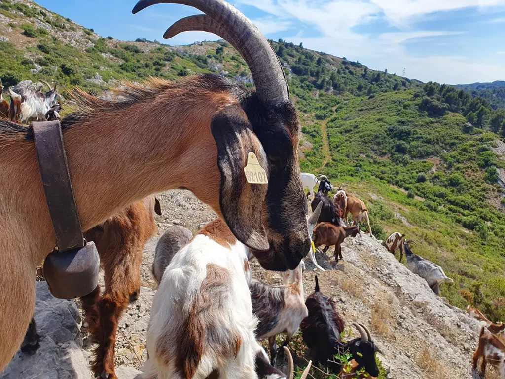 Massif des Costes